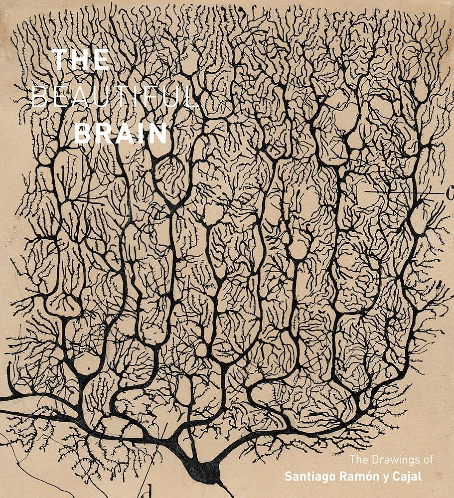 The Beautiful Brain