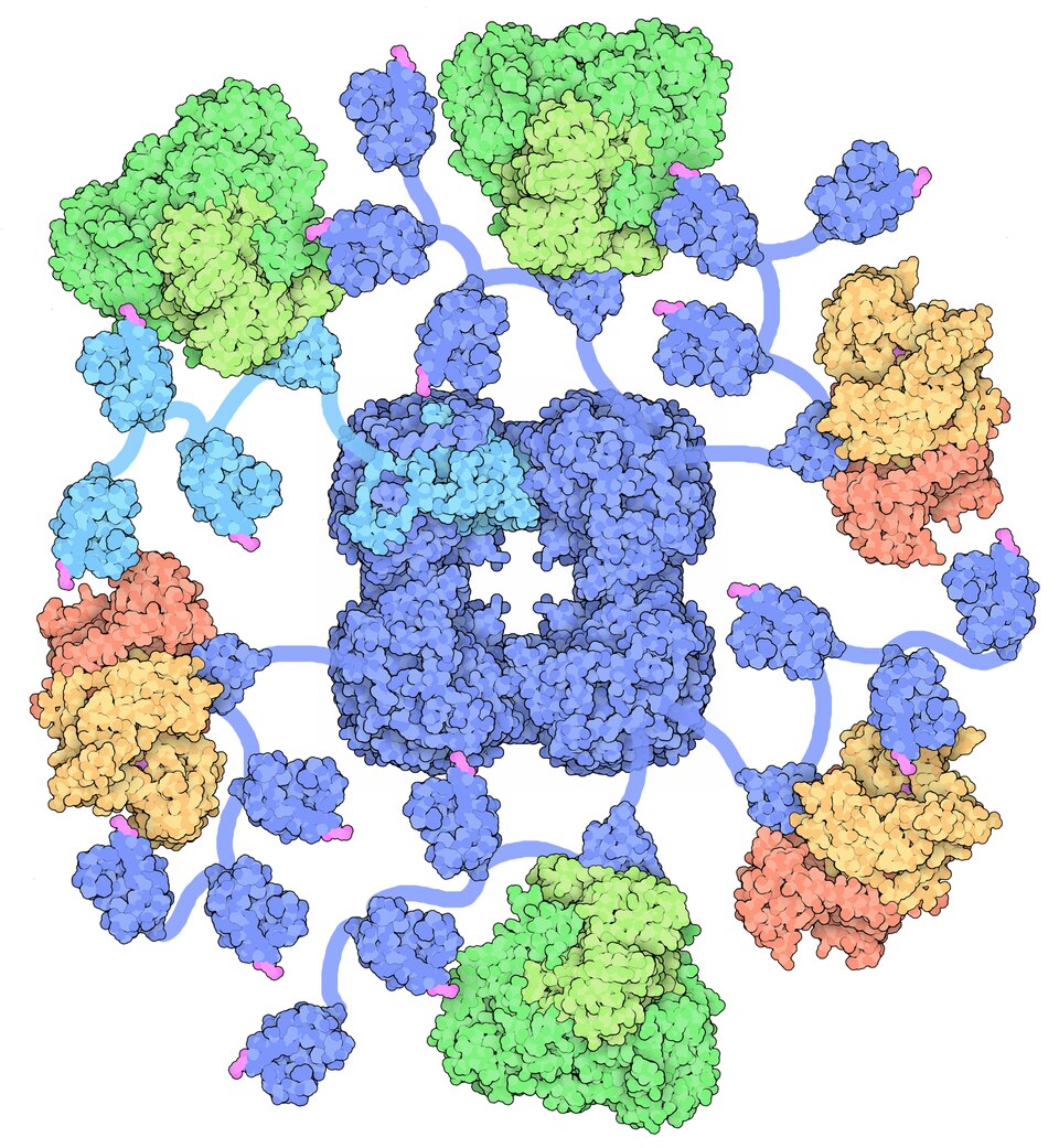 Ribbon diagram of a protein's three-dimensional structure predicted by AlphaFold, showing alpha helices, beta sheets, and loop regions