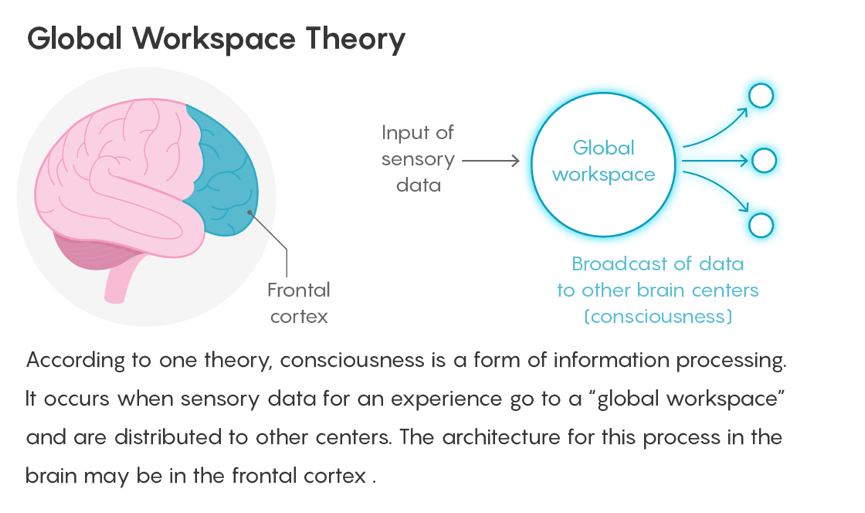 Diagram illustrating Global Workspace Theory: a brain with the frontal cortex highlighted, arrows showing sensory input entering a central 'global workspace' and broadcast outward to other brain regions.