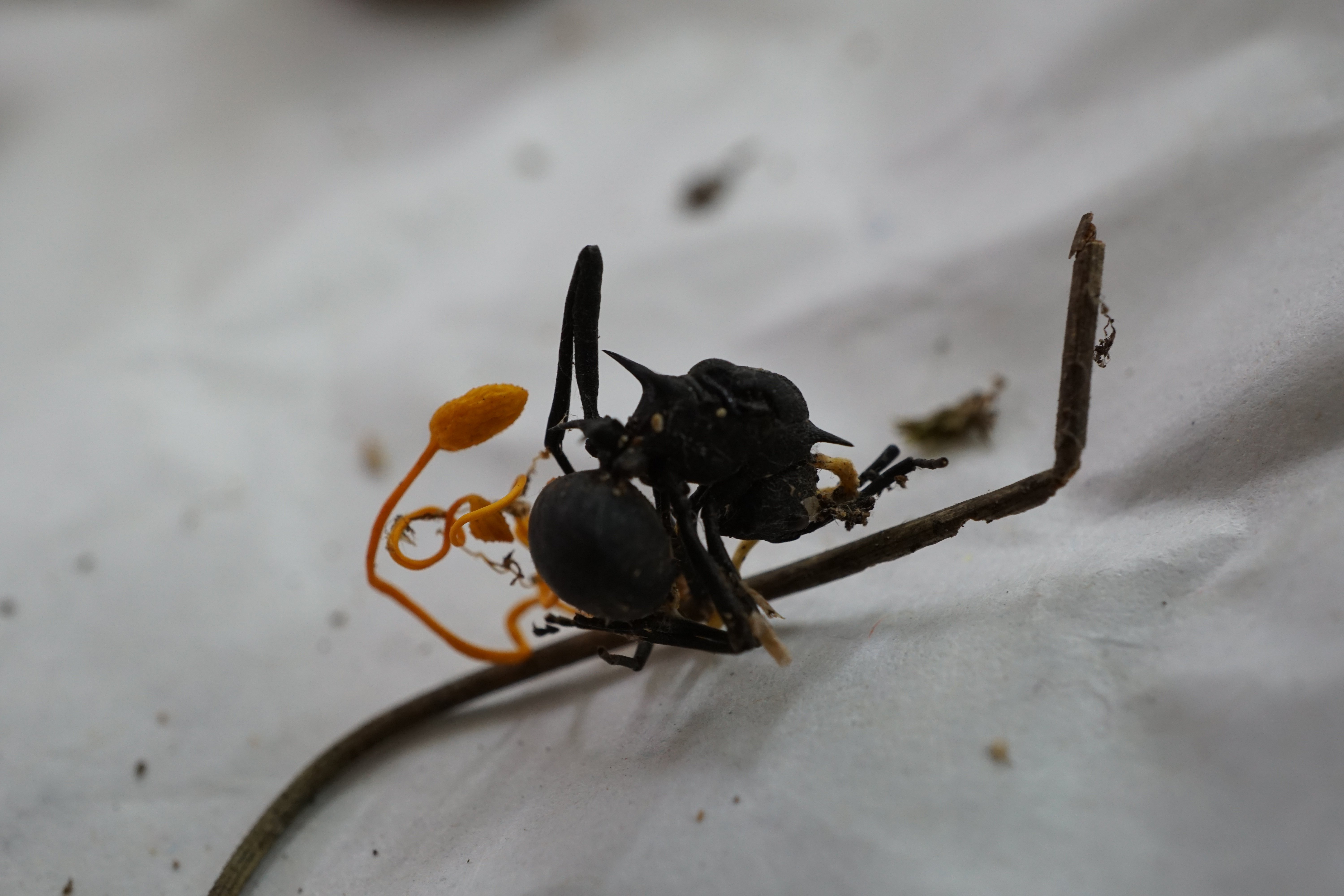 Cordyceps fungus fruiting from a spiny ant, with orange stalks and bulbous spore capsules emerging from the dead insect's body