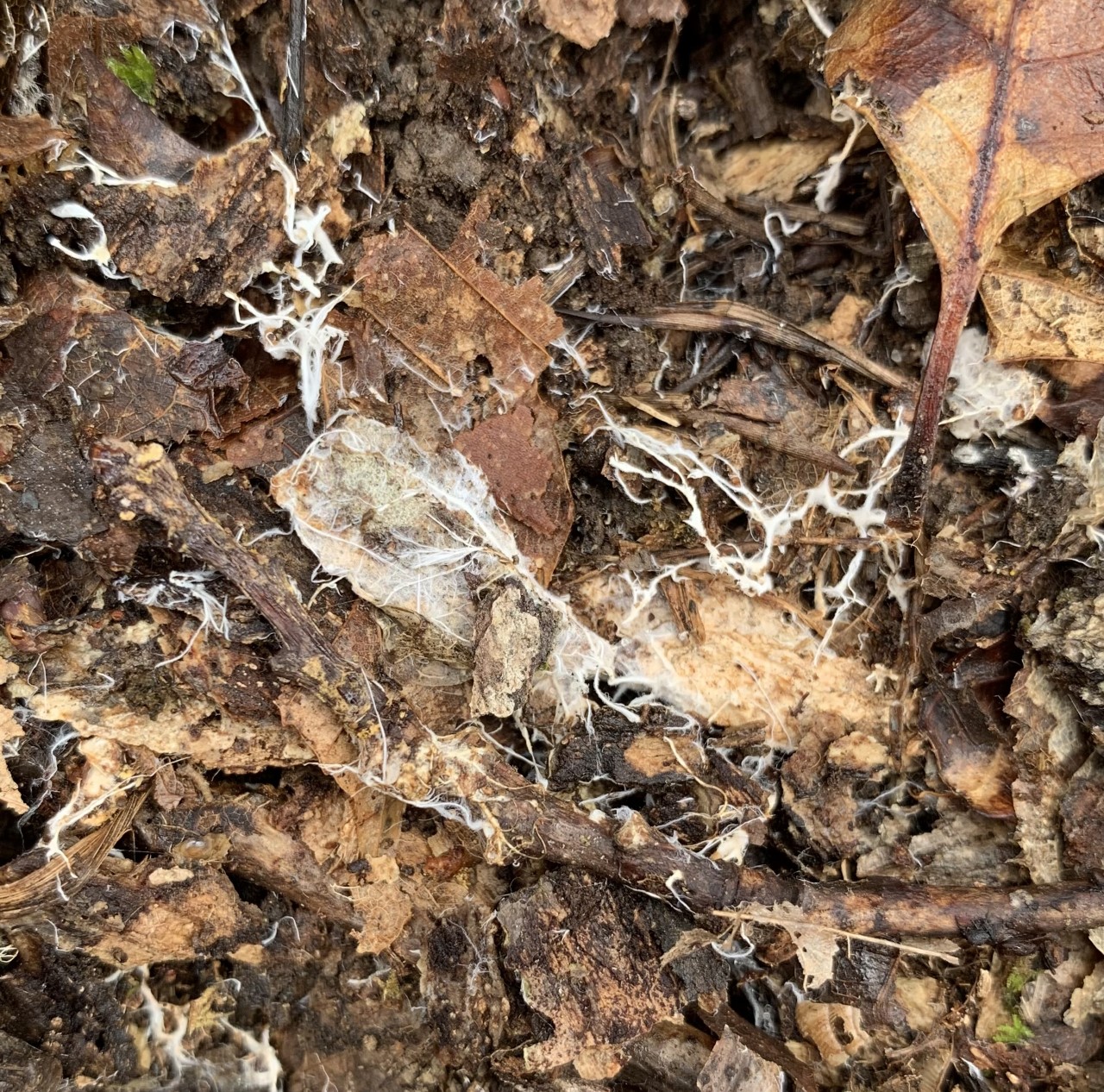 White threads of fungal mycelium branching through decaying leaf litter on a forest floor