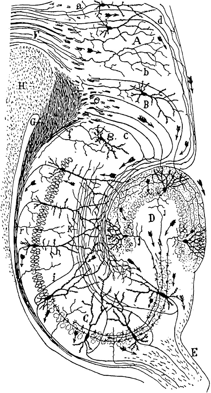 Santiago Ramón y Cajal's drawing of the neural circuitry of the hippocampus, showing the dentate gyrus, CA3, and CA1 with arrows indicating signal direction