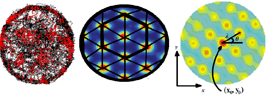 Properties of grid cells showing rate maps with hexagonal firing patterns in the entorhinal cortex