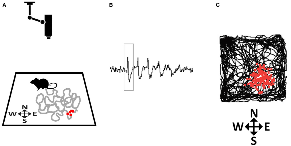 Three panels showing how place fields are recorded: a rat exploring an arena tracked by overhead camera, spikes on an oscilloscope, and accumulated spikes showing spatial clustering