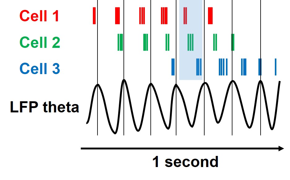 Schematic of phase precession showing three place cells firing at progressively earlier phases of the theta oscillation as a rat moves left to right