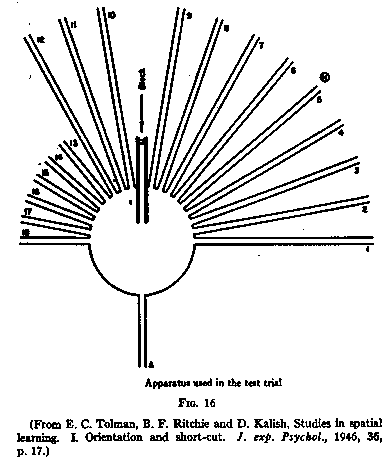 Diagram of Tolman's sunburst maze showing the original path blocked and eighteen radiating arms extending from a central platform