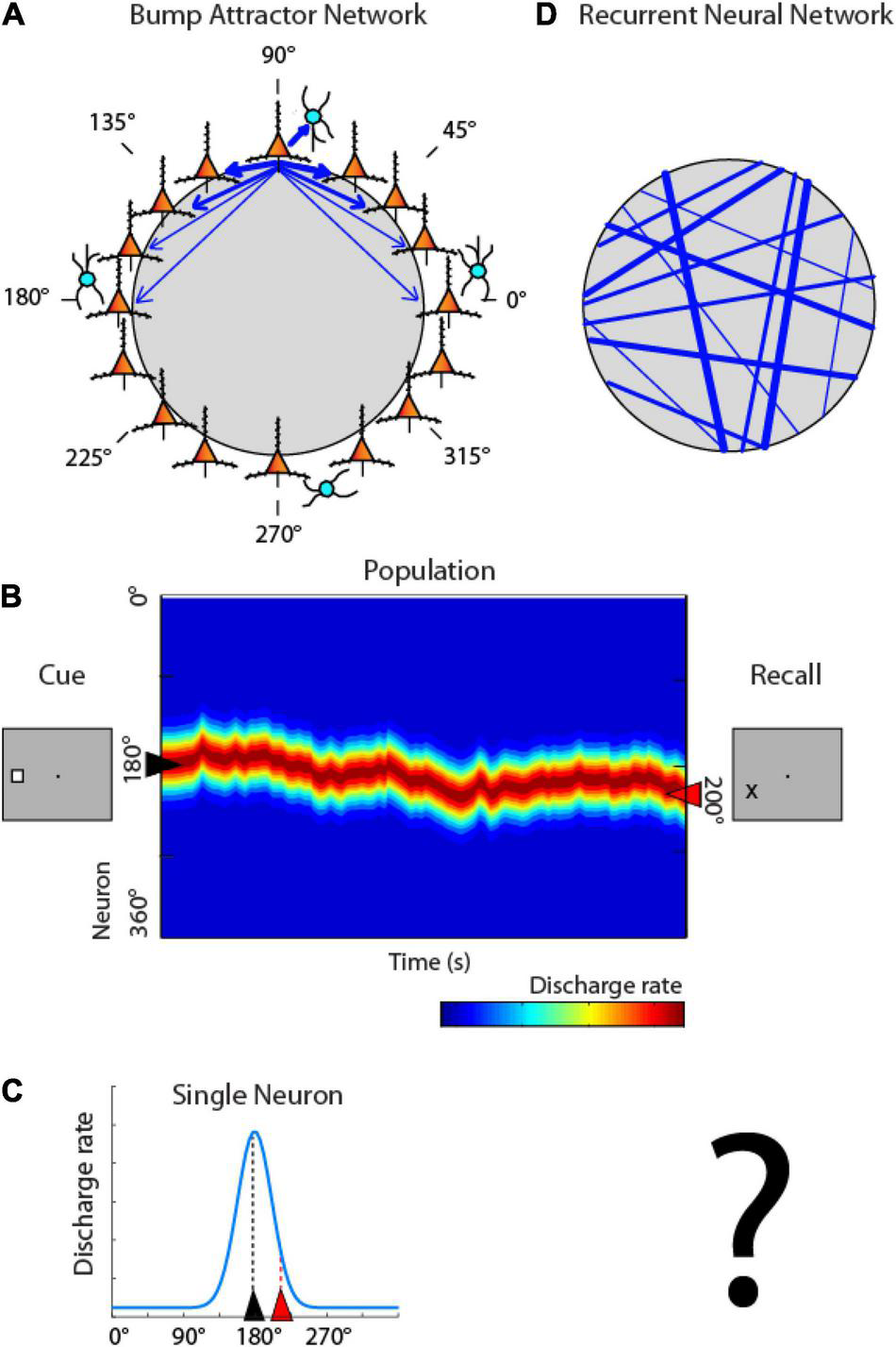 Ring attractor network with neurons arranged in a circle, showing a bump of activity and population firing rates
